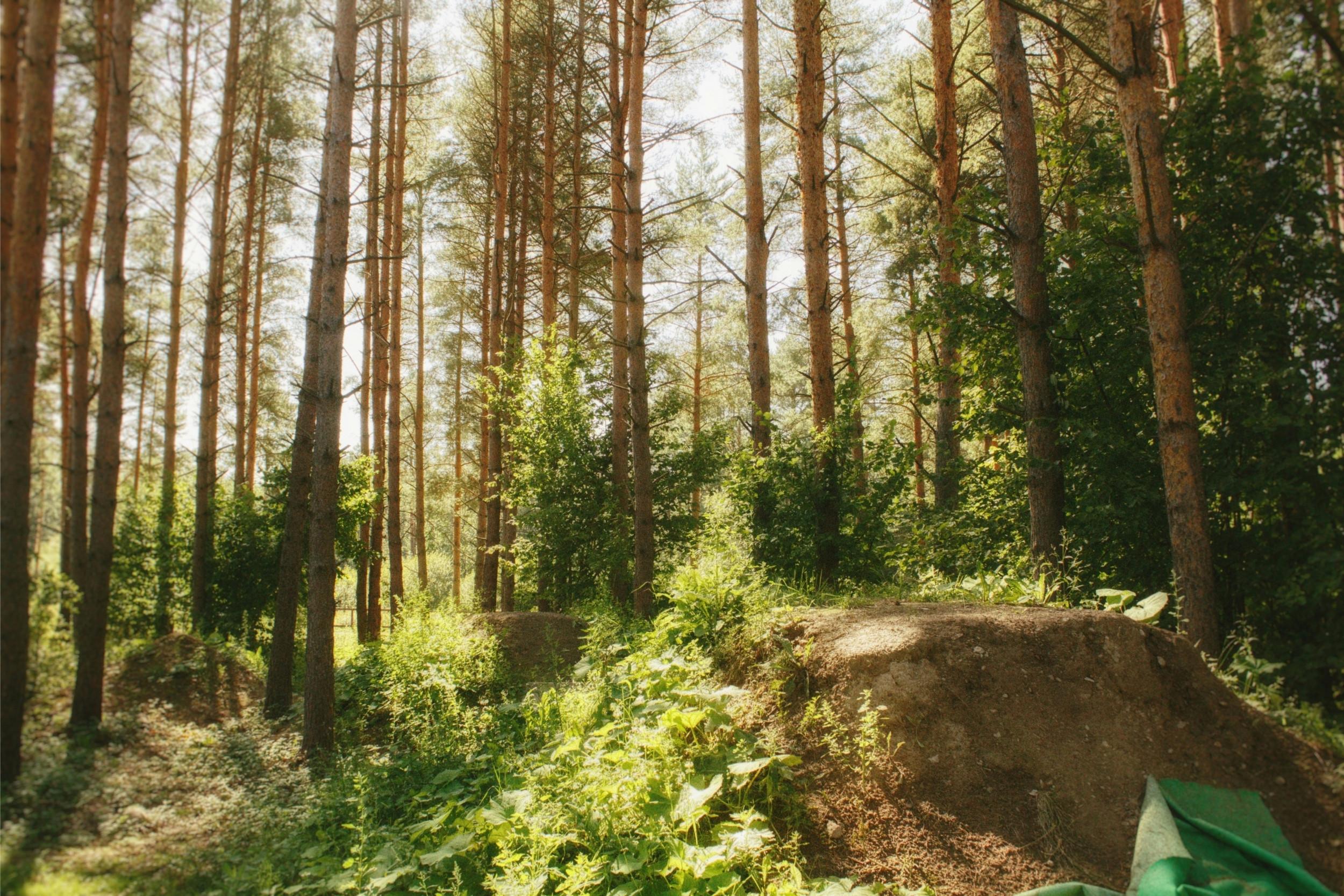 Dirtpark Reudern
