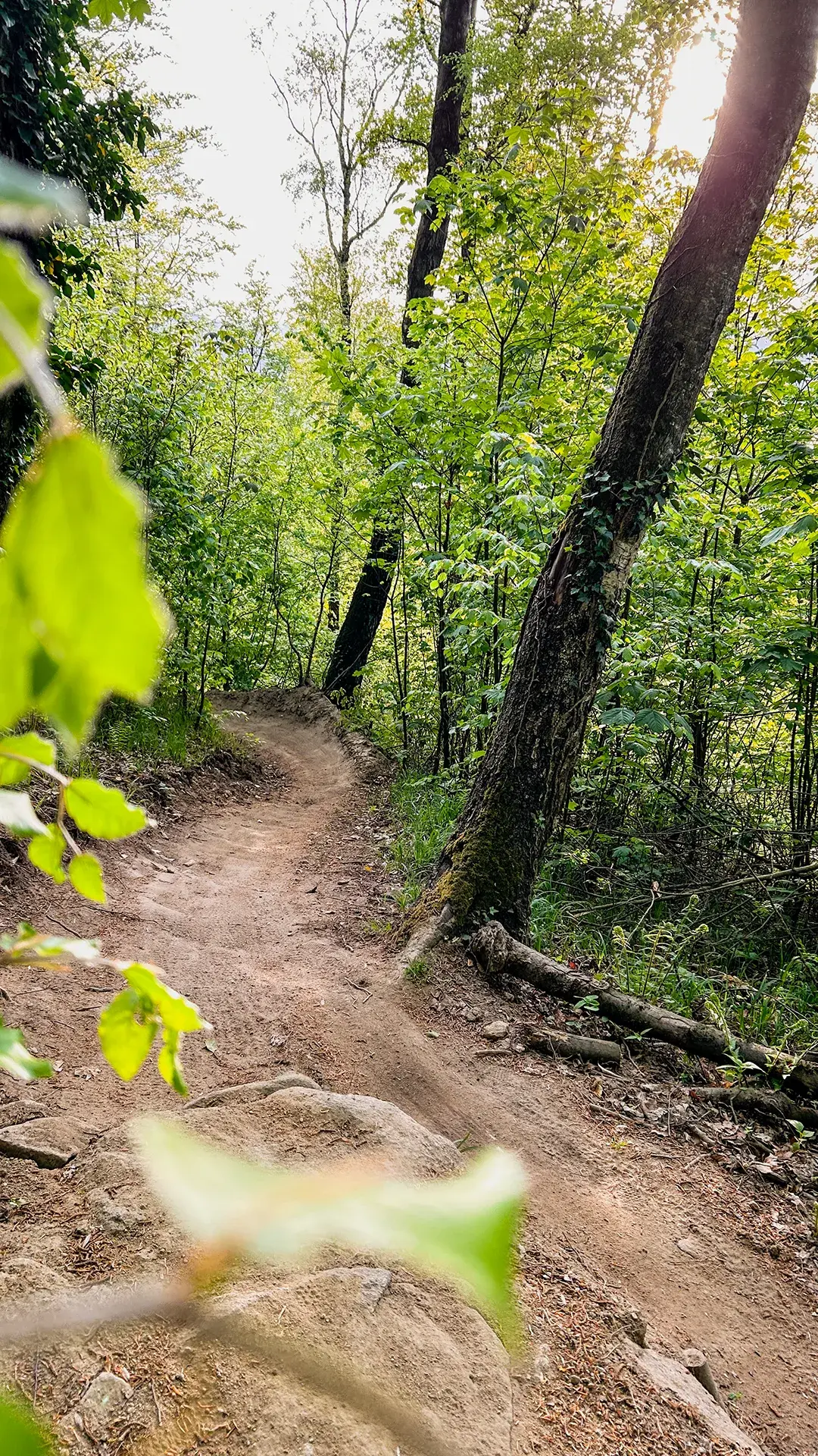 UpperTrails | Pfenningberg-Trails – Foto 4